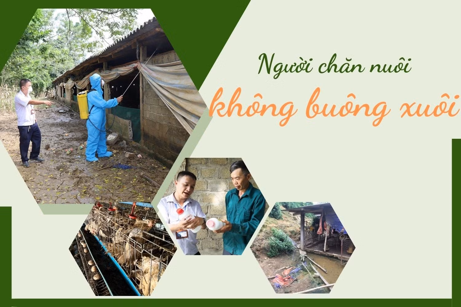 Người chăn nuôi không buông xuôi