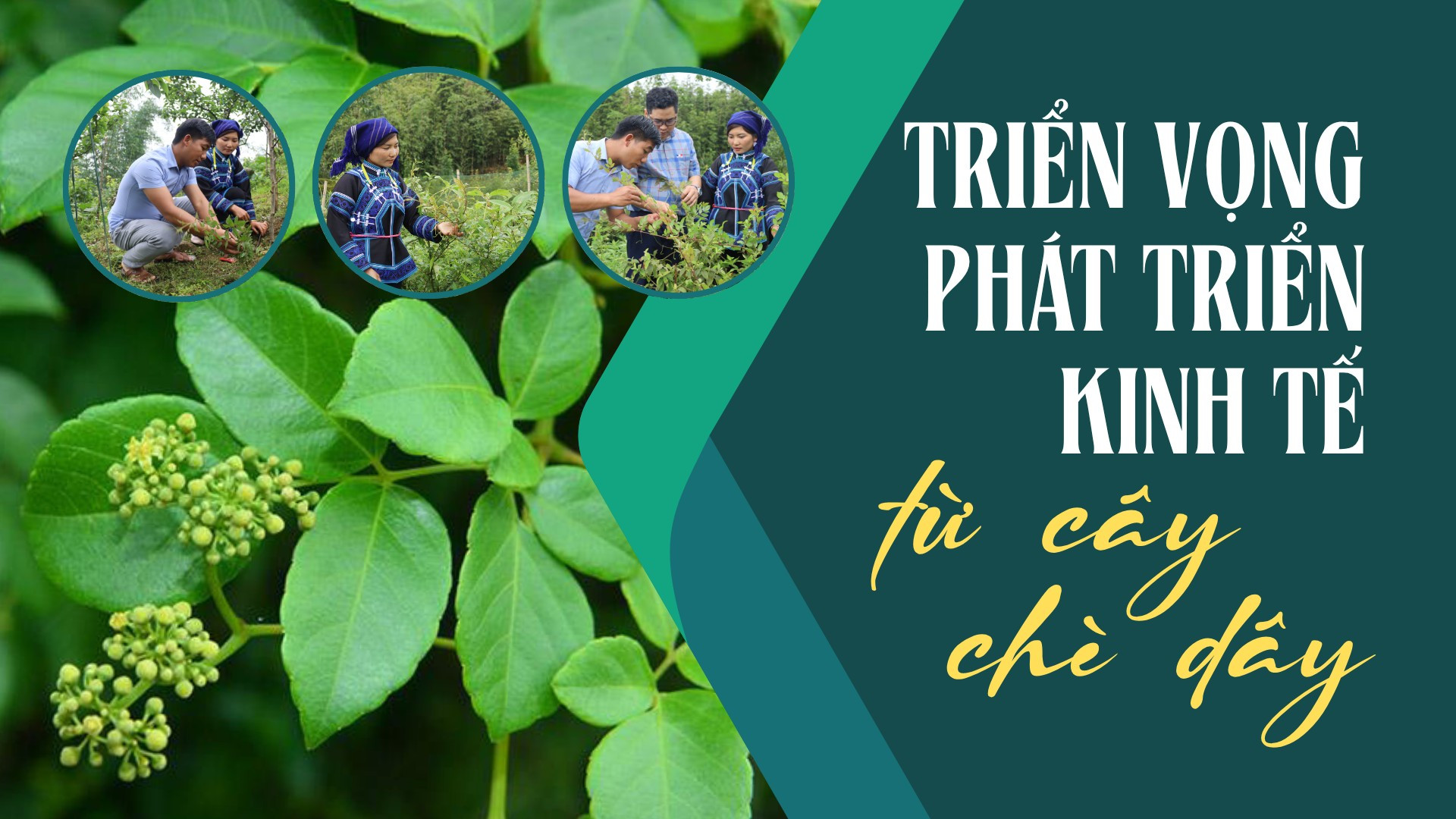 Triển vọng phát triển kinh tế từ cây chè dây