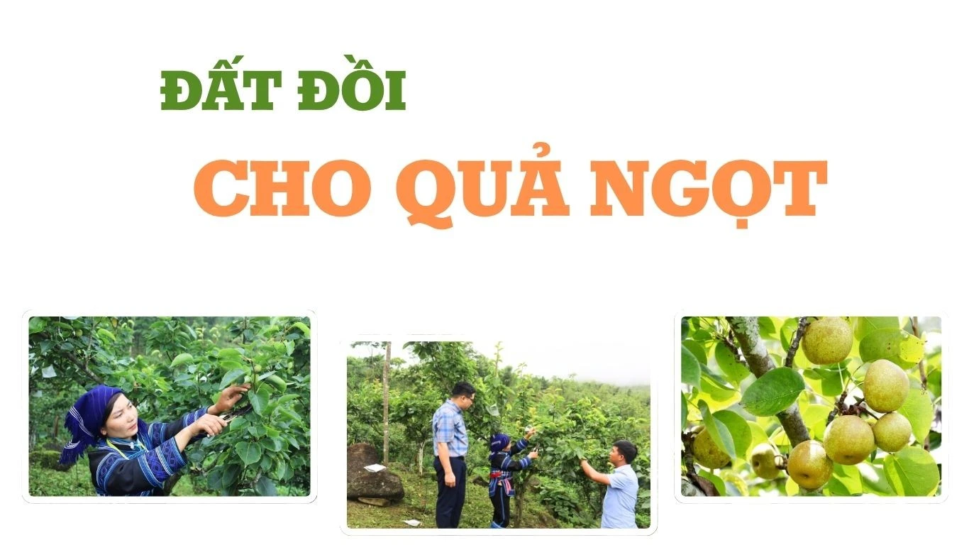 Đất đồi cho quả ngọt