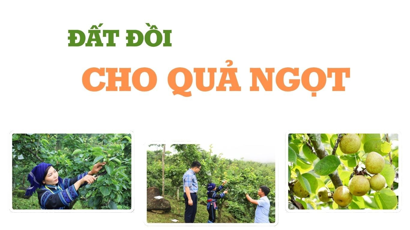 Đất đồi cho quả ngọt