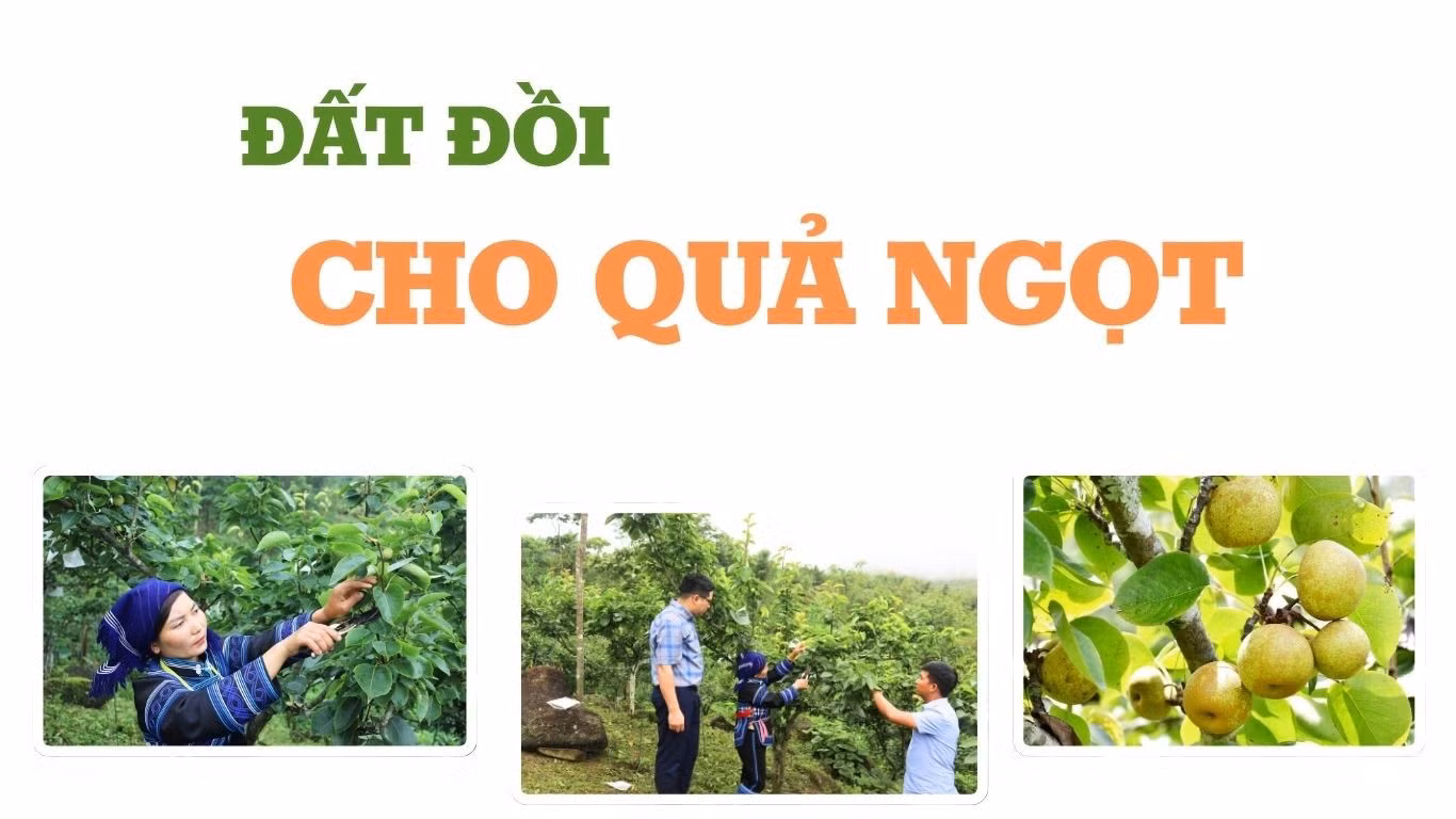 Đất đồi cho quả ngọt