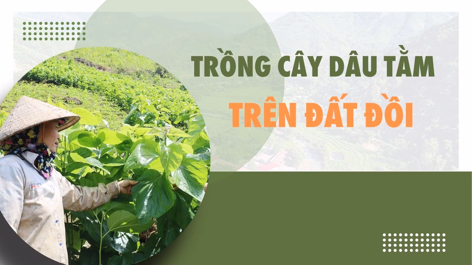 Trồng cây dâu tằm trên đất đồi