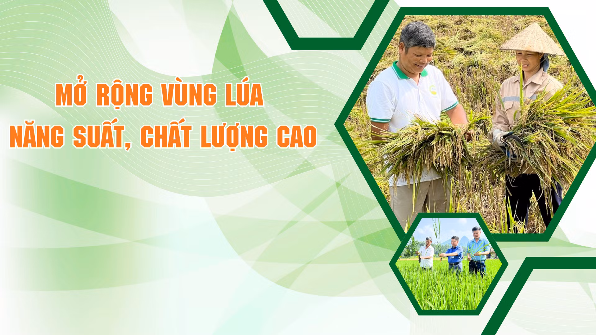 Mở rộng vùng lúa năng suất, chất lượng cao