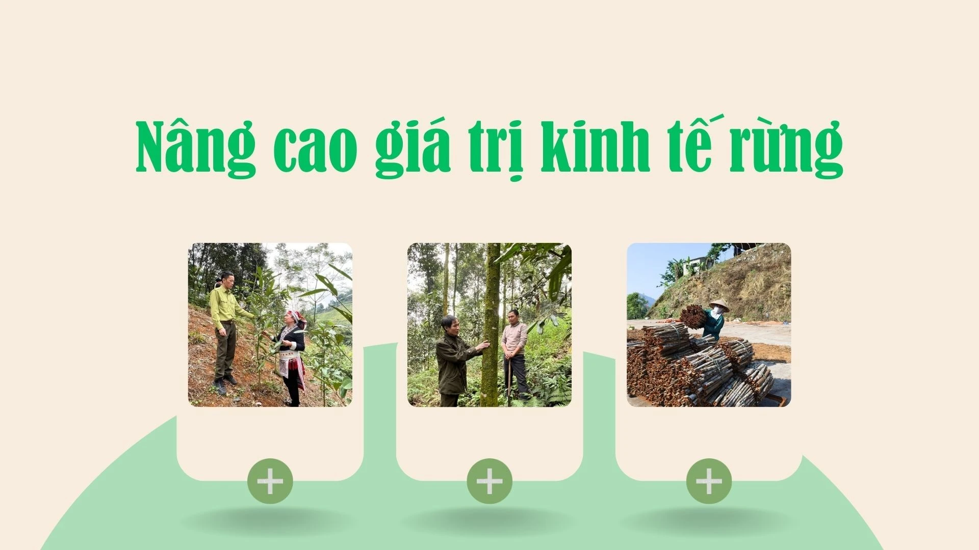 Nâng cao giá trị kinh tế rừng