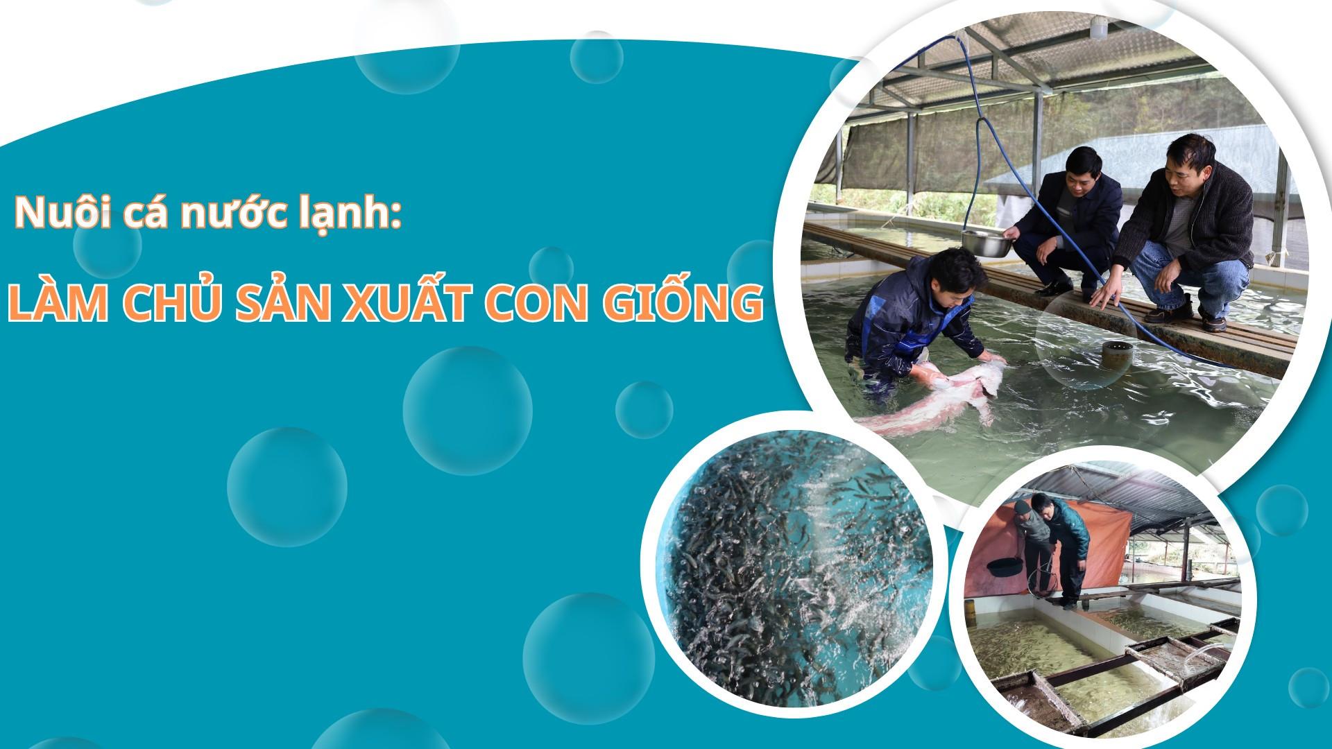 Nuôi cá nước lạnh: Làm chủ sản xuất con giống