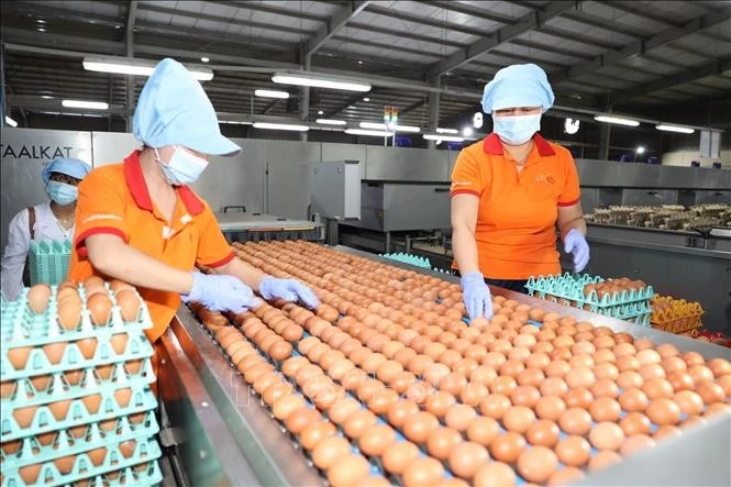 Công ty TNHH QL VietNam Agroresources tại ấp Thanh Xuân, xã Mỏ Công, huyện Tân Biên, tỉnh Tây Ninh tiến hành phân loại trứng gà. Ảnh: Thanh Tân/TTXVN