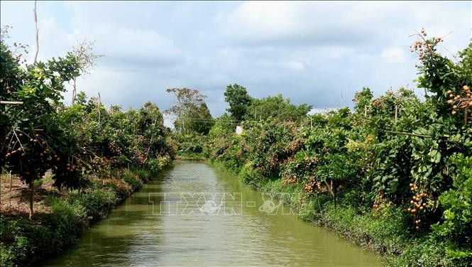 Longan growing area is mainly concentrated in Co Do district and O Mon district. Diện tích trồng nhãn tập trung chủ yếu ở huyện Cờ Đỏ, quận Ô Môn.