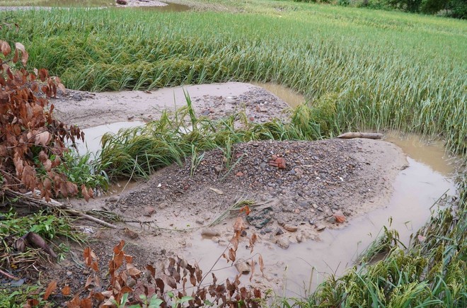 Floods brought with them rocks and soil, burying rice fields ready for harvest in Phu Thong town, Bach Thong district, Bac Kan province. Lũ về kéo theo đất đá vùi lấp ruộng lúa sắp cho thu hoạch tại thị trấn Phủ Thông, huyện Bạch Thông, tỉnh Bắc Kạn.