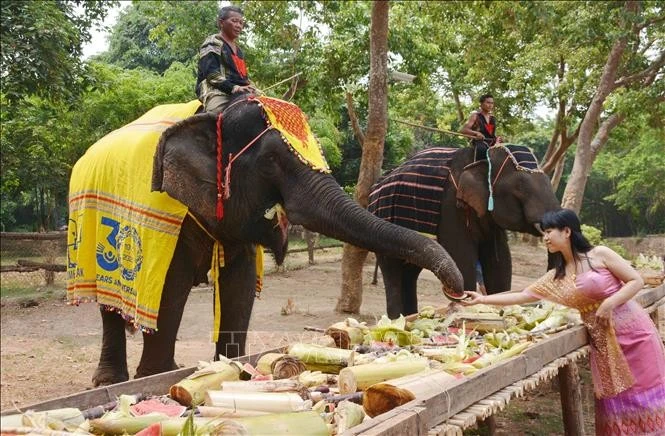 Du khách mặc trang phục dân tộc Lào, trải nghiệm cho voi ăn trong chương trình “Du lịch thân thiện với voi” tại Trung tâm du lịch Cầu treo Buôn Đôn (ảnh tư liệu).