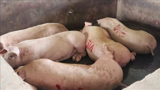 Ngày 2/6/2025, Đoàn kiểm tra liên ngành gồm đại diện Chi cục Chăn nuôi, Thú y - Thủy sản, Thanh tra Sở Nông nghiệp và Môi trường, Phòng Cảnh sát điều tra tội phạm về tham nhũng, kinh tế, buôn lậu, môi trường (Công an tỉnh Hậu Giang) đến kiểm tra tại 2 cơ sở giết mổ gia súc giết mổ gia công cho Công ty cổ phần chăn nuôi CP Việt Nam chi nhánh Hậu Giang. Ảnh: Nguyễn Hằng/TTXVN