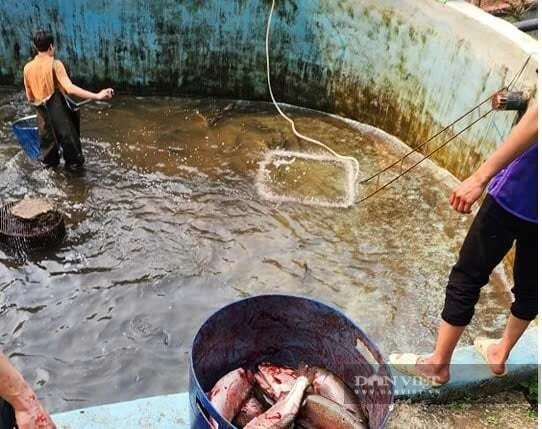 Công nhân thu hoạch cá hồi tại trại của HTX Thức Mai.