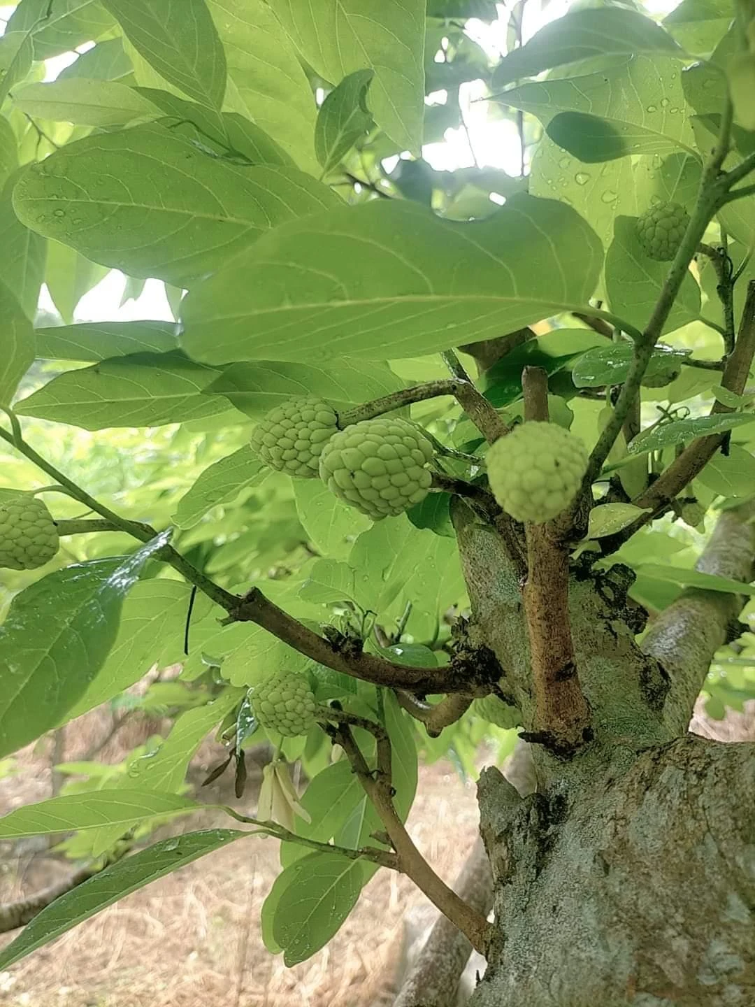 ảnh na trái vụ 2.jpg