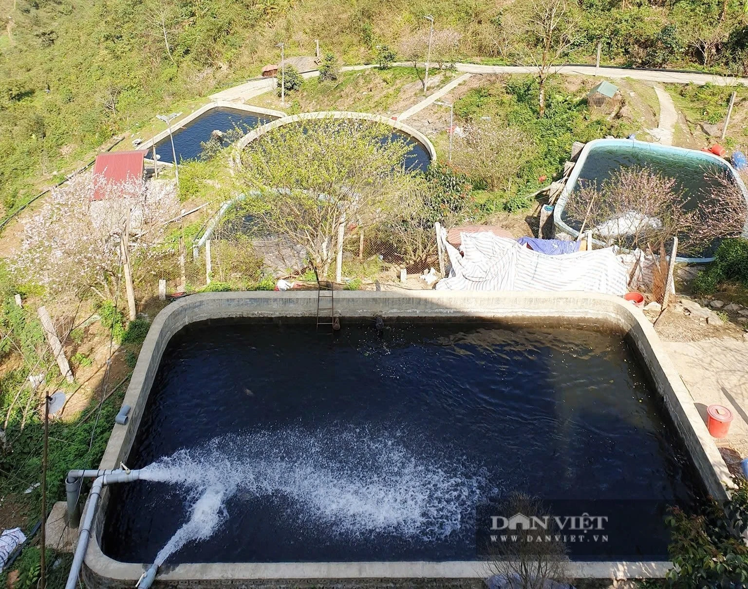 Sau khi sáp nhập Lào Cai và Yên Bái, các trại cá nước lạnh của HTX Thức Mai cũng được về chung "một nhà".