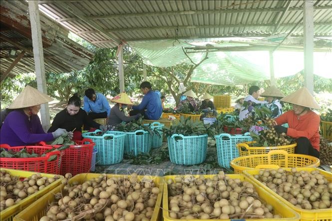 Classification of longan fruit before sale. Phân loại quả nhãn trước khi xuất bán.