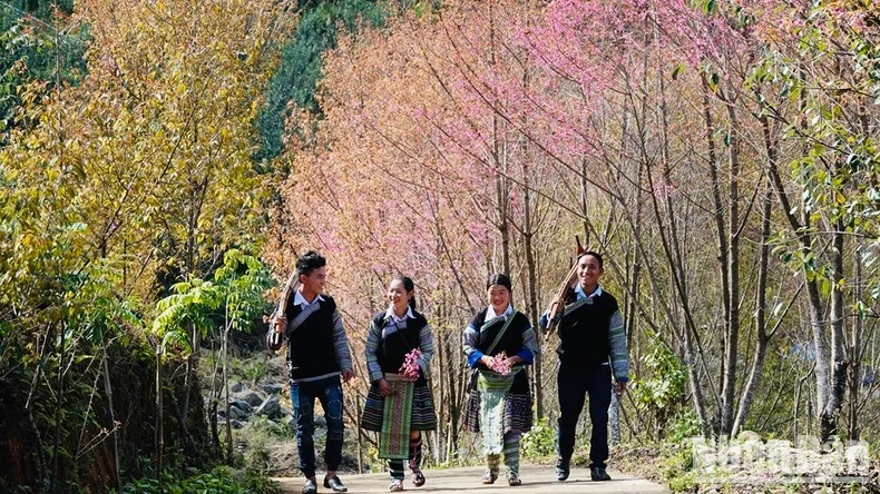 Hoa Tớ dày nở rộ trên các sườn núi Mù Cang Chải. (Ảnh: THANH SƠN)