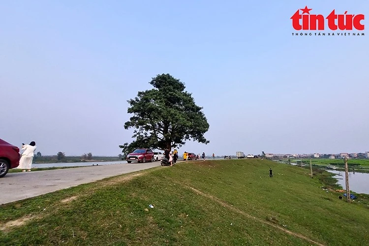 Rất đông khách du lịch đổ nơi có cây cô đơn trong MV "Bắc Bling" của ca sĩ Hòa Minzy.