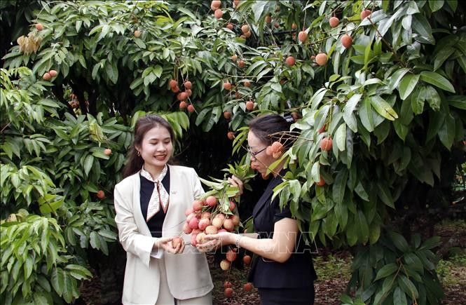 Du khách thích thú tham quan, hái vải tại vườn. Du khách thích thú tham quan, hái vải tại vườn.