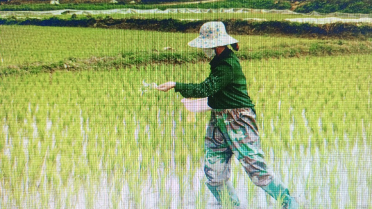 Sử dụng phân bón cân đối, hiệu quả, tăng cường sử dụng phân bón hữu cơ. cham-soc-lua-3.jpg