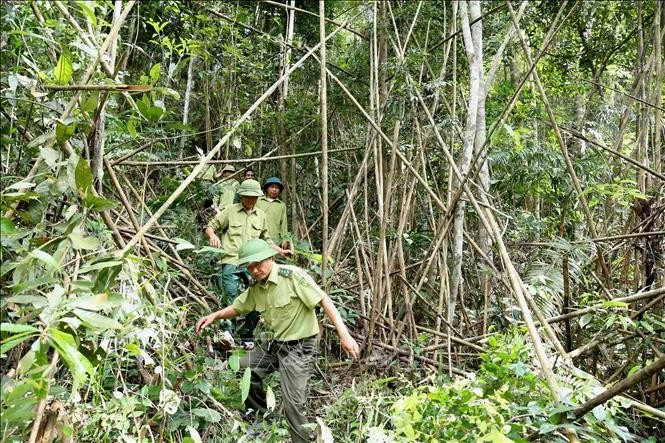 Lực lượng kiểm lâm (Chi cục Kiểm lâm tỉnh Bắc Giang) phối hợp với lực lượng chuyên trách Ban quản lý rừng phòng hộ Sơn Động tổ chức đi tuần tra bảo vệ khu vực rừng khoanh nuôi tái sinh tại rừng phòng hộ. Ảnh: Vũ Sinh/TTXVN