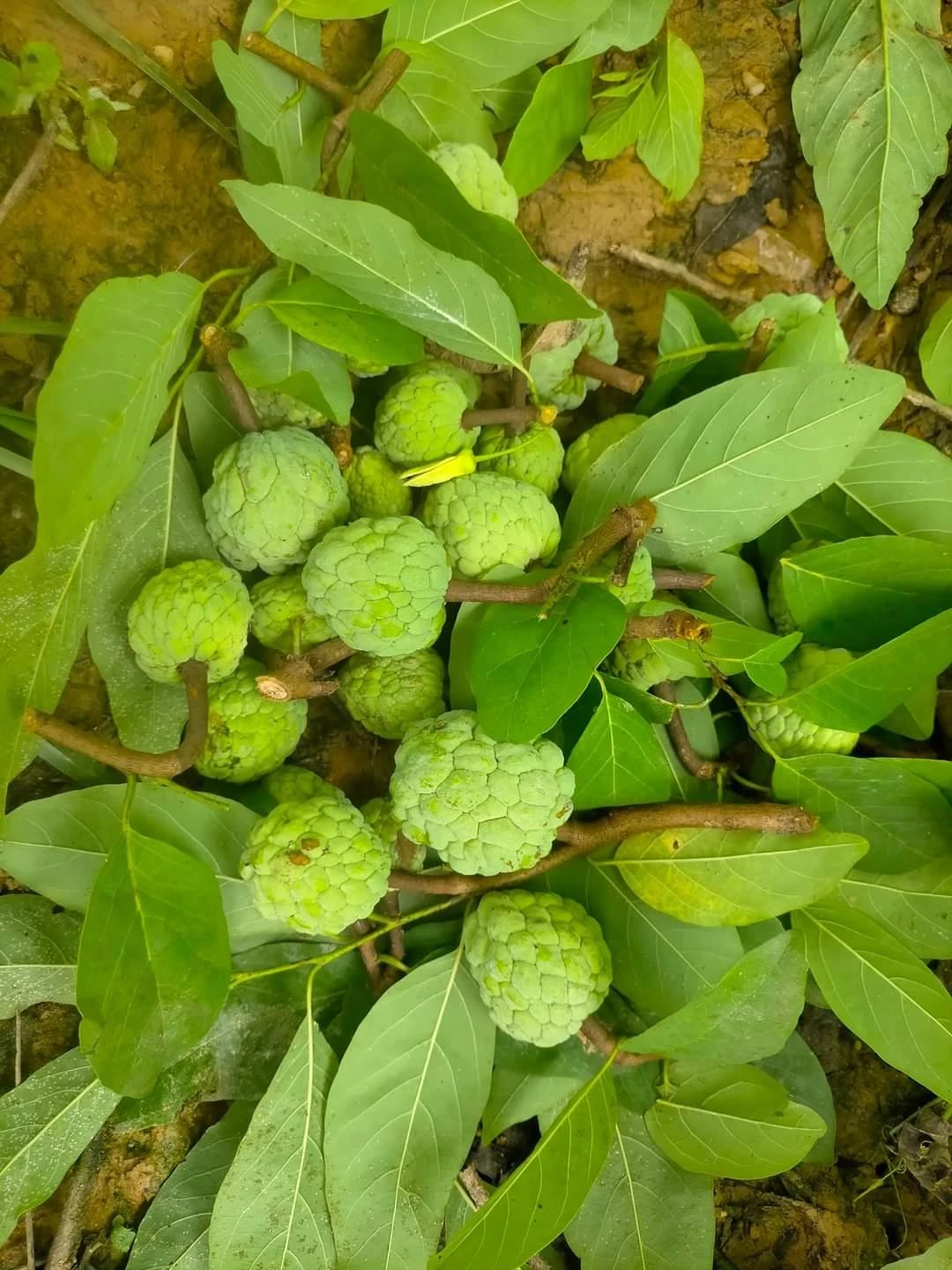 những lép, méo mó được nhà vườn cắt bỏ để lại những trái na to, căng tròn.jpg