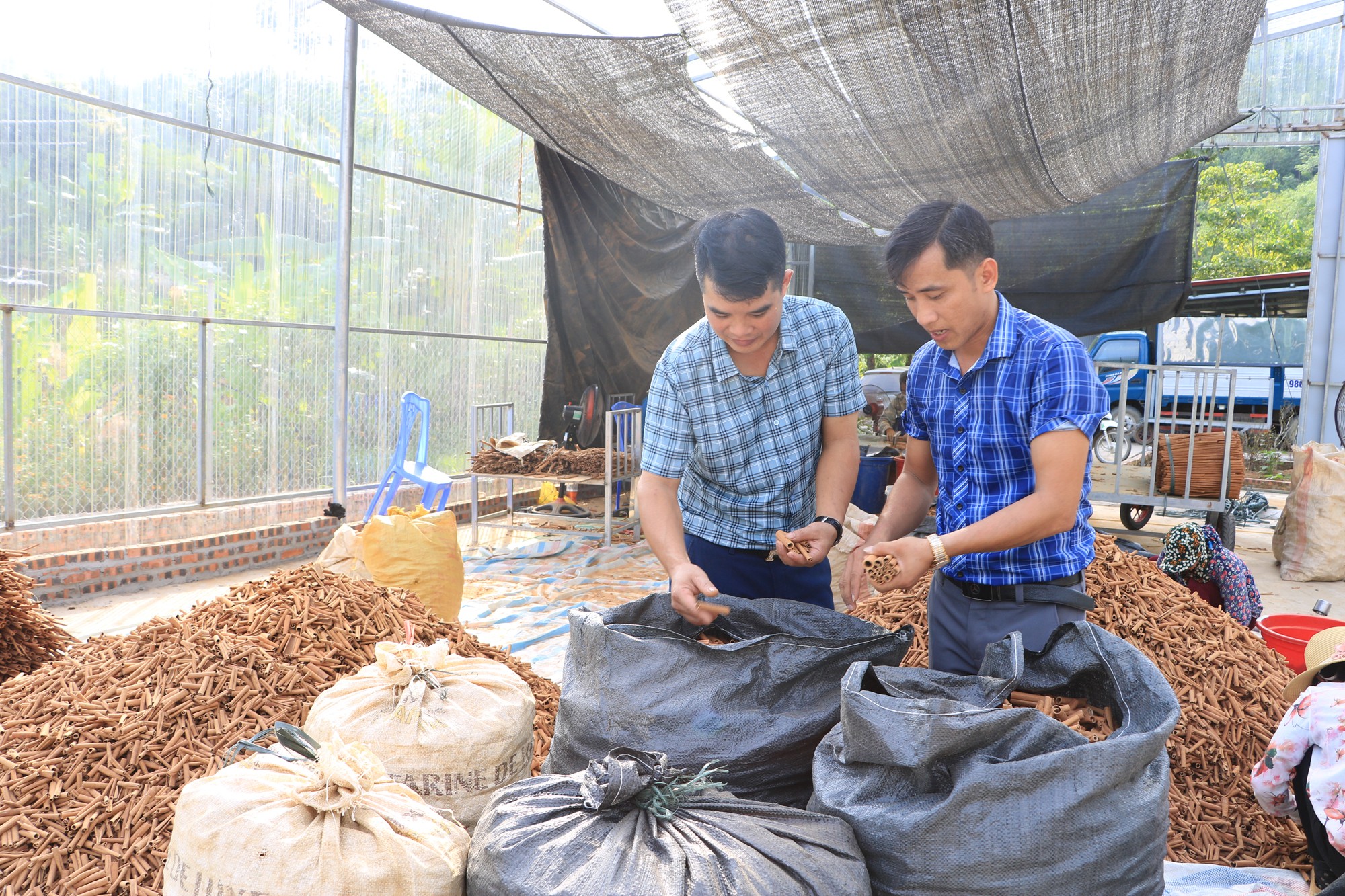 Sản phẩm vỏ quế sơ chế của Hợp tác xã Cầu Mây. san-pham-vo-que-so-che-cua-htx-cau-may-bao-yen-2.jpg