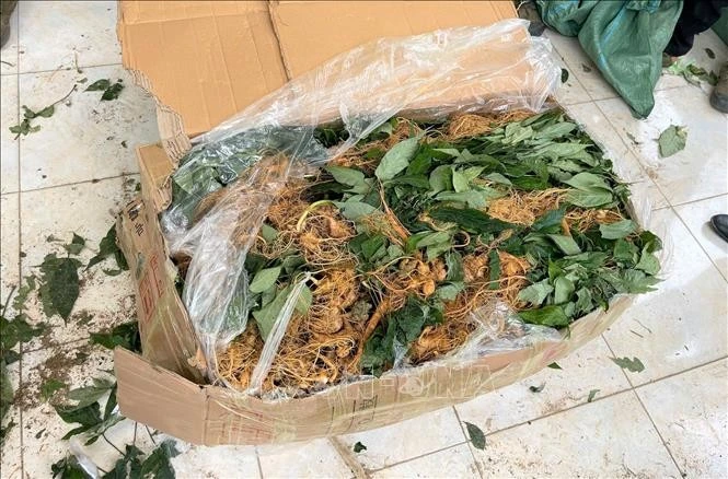 Biên phòng Lai Châu thu giữ tang vật gồm 360 kg sâm được vận chuyển trái phép từ Trung Quốc vào Việt Nam. Ảnh: TTXVN phát