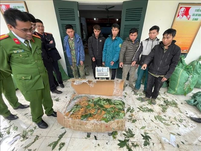 Các đối tượng và tang vật gồm 360 kg sâm được vận chuyển trái phép từ Trung Quốc vào Việt Nam. Ảnh: TTXVN phát