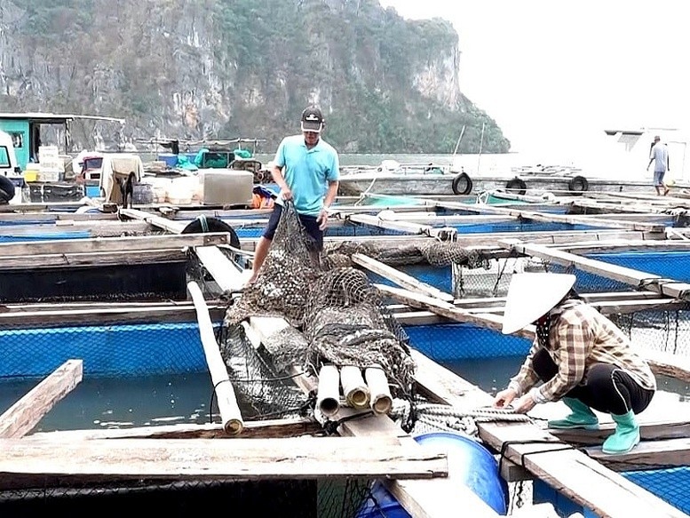 Nhiều doanh nghiệp và hộ dân đã vệ sinh, gia cố ô lồng nuôi cá còn sót lại sau bão số 3 để thả nuôi mới Nhiều doanh nghiệp và hộ dân đã vệ sinh, gia cố ô lồng nuôi cá còn sót lại sau bão số 3 để thả nuôi mới