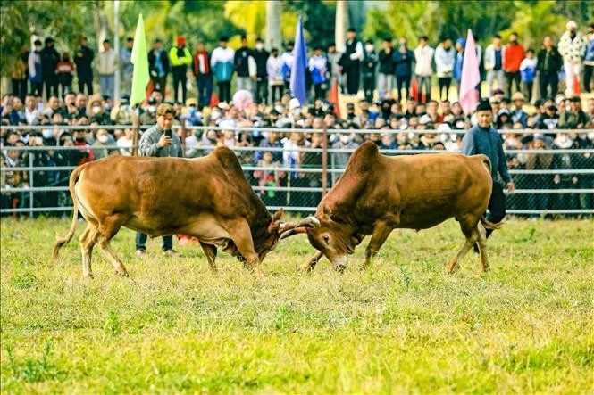 Màn so tài sôi nổi của các bò chọi tại ngày hội.