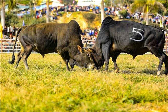 Màn so tài sôi nổi của các bò chọi tại ngày hội.