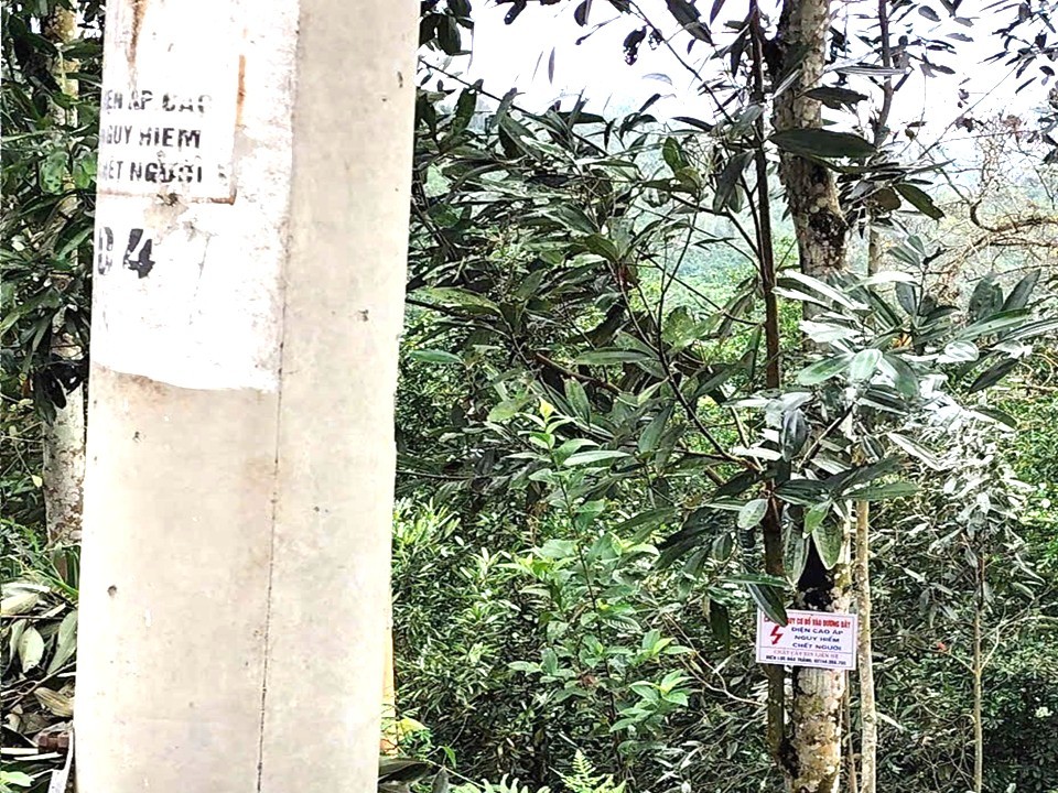 Những cây cao có nguy cơ đổ vào đường dây đã được công nhân Điện lực Bảo Thắng gắn biển cảnh báo an toàn. dien.jpg
