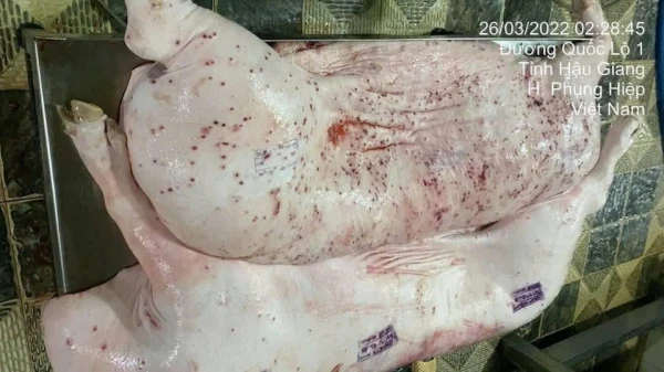 Lợn bệnh nhưng lại được đóng dấu đủ điều kiện đưa ra thị trường.