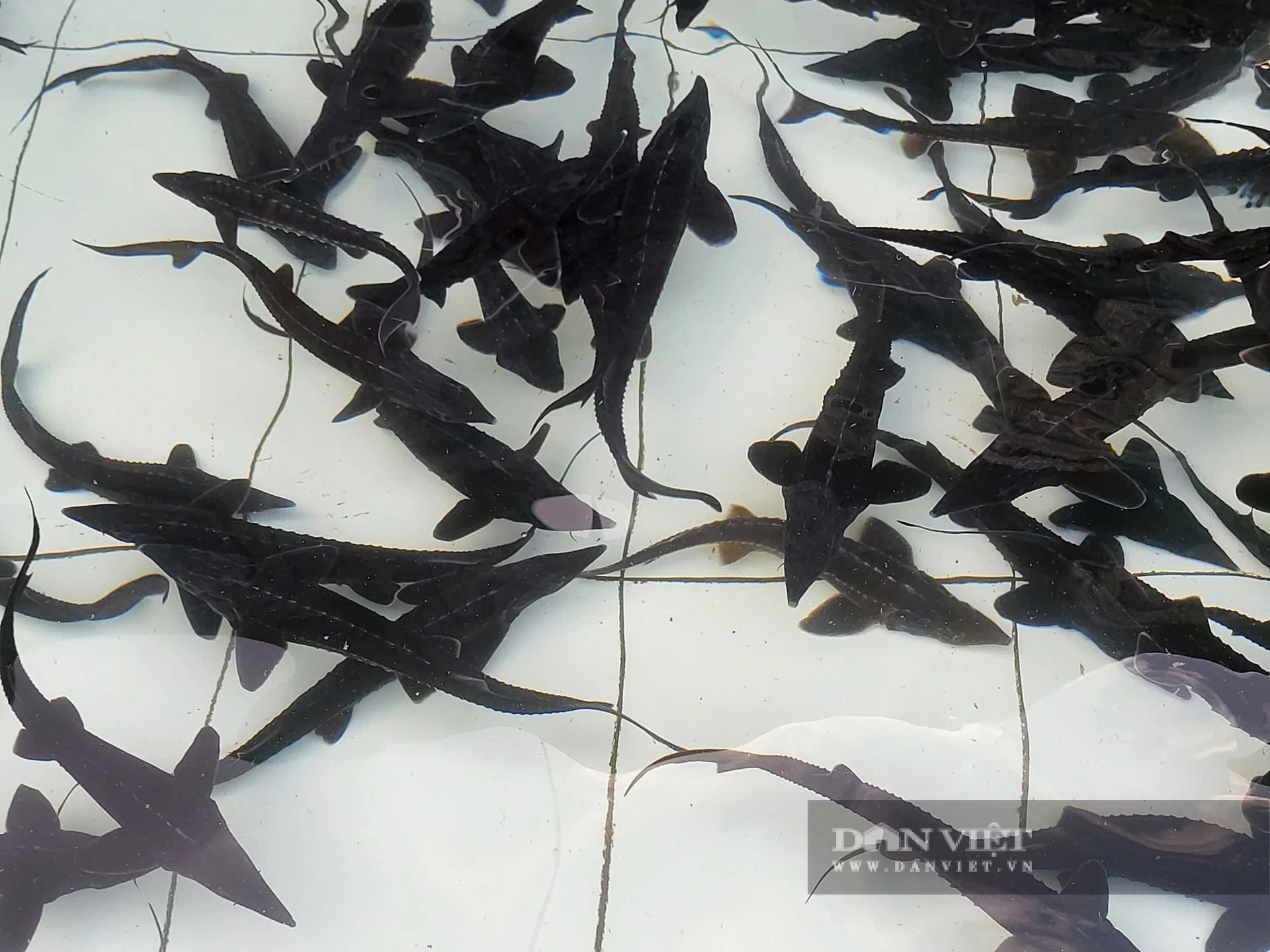 Theo bà Mai, hiện nay HTX đang chăn nuôi 2 loại cá nước lạnh chính là cá tầm và cá hồi. Vừa bán sản phẩm tươi sống, HTX còn đầu tư dây chuyền tiền tỷ để chế biến cá.