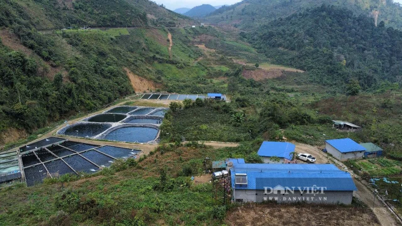 Hiện nay, HTX Thức Mai đang sở hữu 4 trại cá nước lạnh ở Sa Pa (Lào Cai) và Mù Cang Chải (Yên Bái).