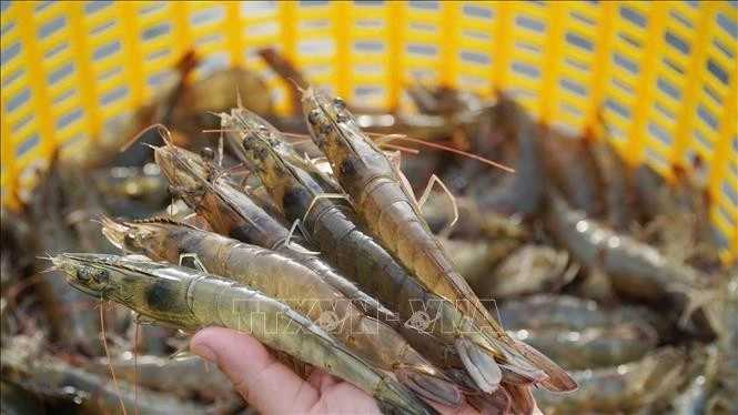 Giá tôm nguyên liệu hiện có mức giá cao trong khoảng 1 năm trở lại đây. Ảnh: TTXVN