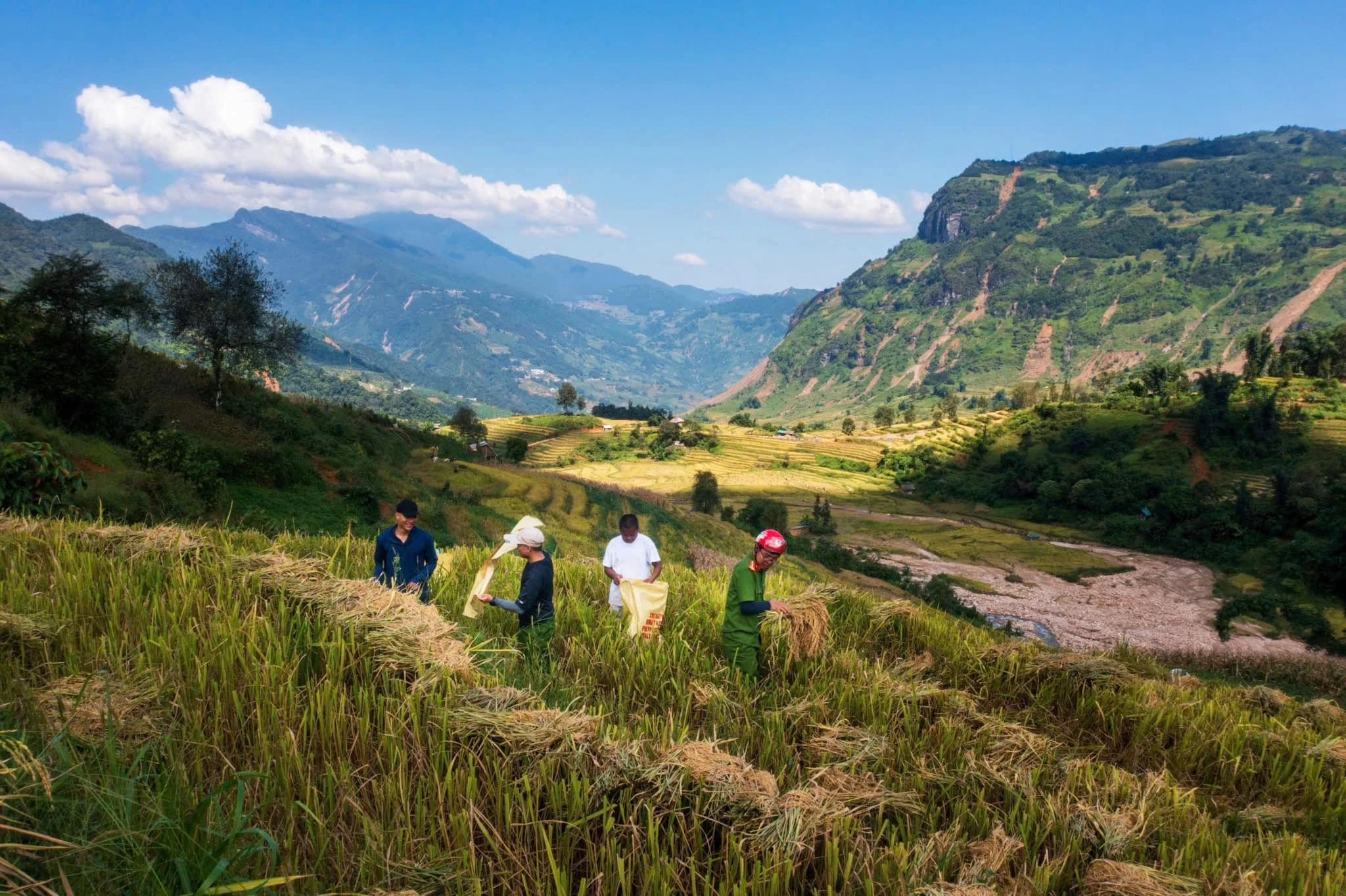 Ảnh 2. Công an xã Y Tý giúp người dân thu hoạch mùa lúa chín (2) - Copy.jpg