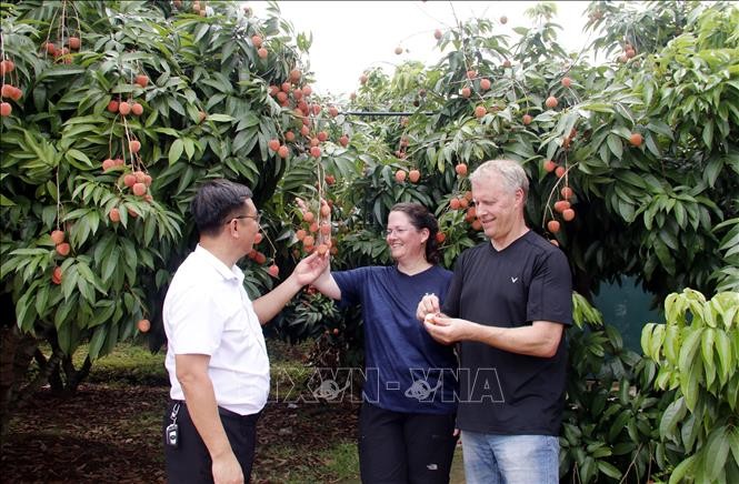 Du khách tham quan và thưởng thức vải tại vườn. Du khách tham quan và thưởng thức vải tại vườn.