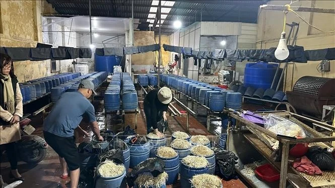 Khu vực sản xuất giá đỗ của Nguyễn Văn Đạt. Ảnh: TTXVN phát