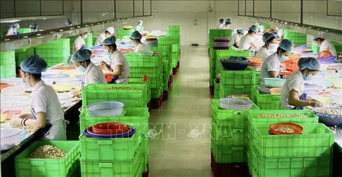 Công nhân kiểm tra phân loại hạt điều chế biến tại Công ty TNHH Hoàng Sơn 1, Bình Phước. Ảnh minh họa: Hồng Nhung/TTXVN