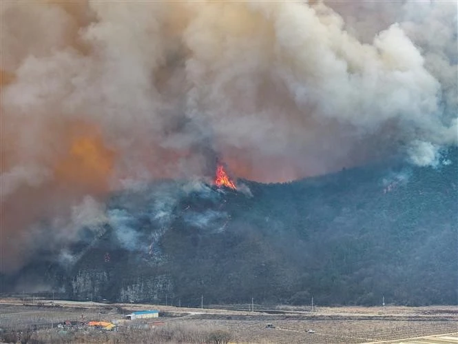 Khói bốc lên từ đám cháy rừng tại Uiseong, tỉnh Bắc Gyeongsang, Hàn Quốc, ngày 24/3/2025. Ảnh: Yonhap/TTXVN