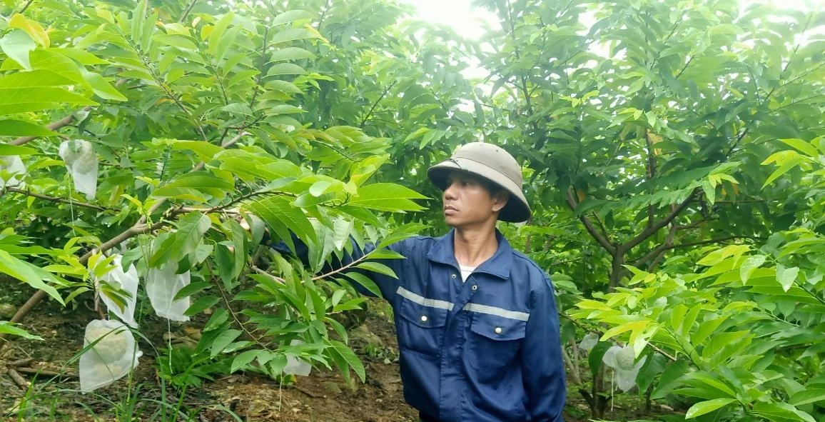 anh Lý Văn sơn thôn cốc sâm 2 xã phong niên đang chăm sóc na trái vụ.jpg