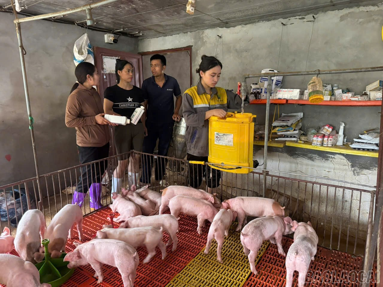 Hỗ trợ người dân các biện pháp kỹ thuật để nhanh chóng khôi phục sản xuất sau lũ. baolaocai-br_ho-tro-ng-dan-khac-phuc-chan-nuoi.jpg