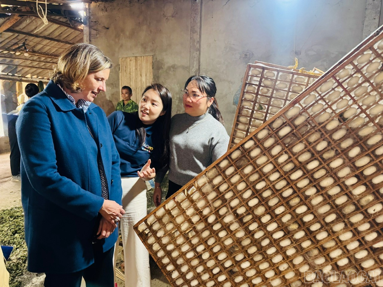 La délégation s'est rendue dans la commune de Tran Yen pour découvrir le modèle d'élevage du ver à soie. baolaocai-br_z7315789386738-a0ff6c5d09f81ca779910812e52fc2cd.jpg
