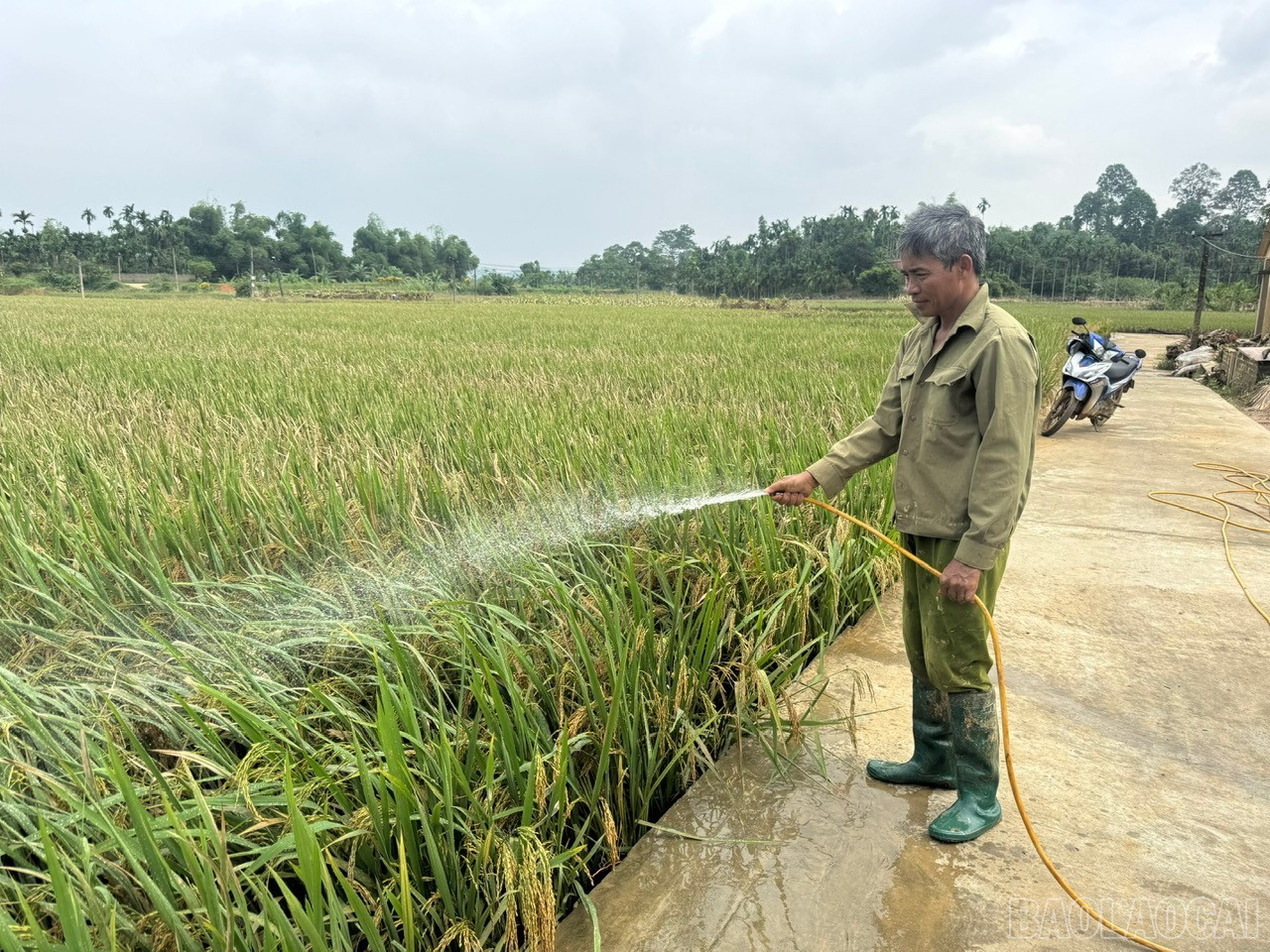 Người dân nỗ lực cứu diện tích lúa bị ngập úng. baolaocai-br_rua-lua-sau-bao.jpg