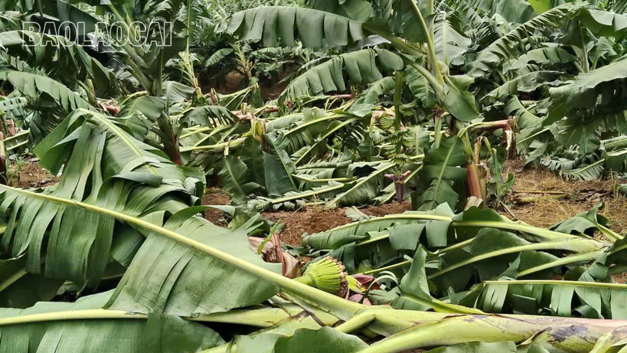 Hàng chục ha cây trồng trên địa bàn xã Bản Lầu bị gãy đổ.
