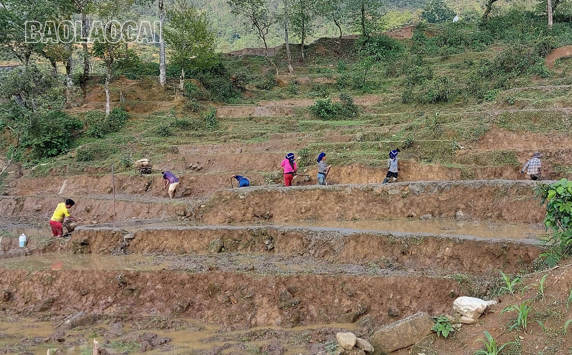 Nước về, nông dân Y Tý tranh thủ làm đất chuẩn bị cho vụ cấy. y-ty-4.jpg