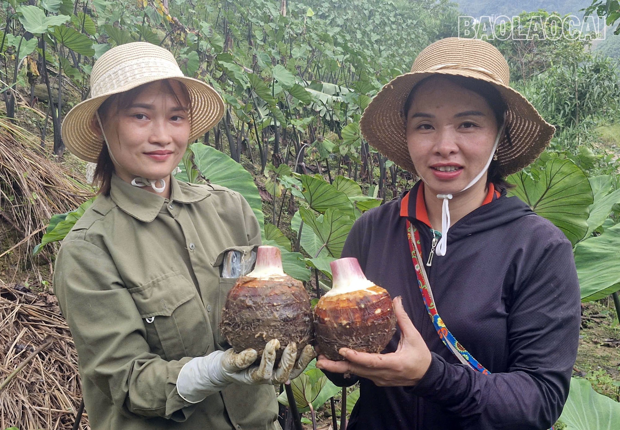 Diện tích khoai môn của gia đình chị Lý Thị Ánh (trái ảnh), thôn Ná Lùng đã bắt đầu héo lá, báo hiệu đến mùa thu hoạch củ. Năm nay, gia đình chị Ánh trồng hơn 1 ha cây khoai môn, nếu giá bán ổn định, sẽ đem lại cho gia đình khoảng 100 triệu đồng. a1-9.jpg