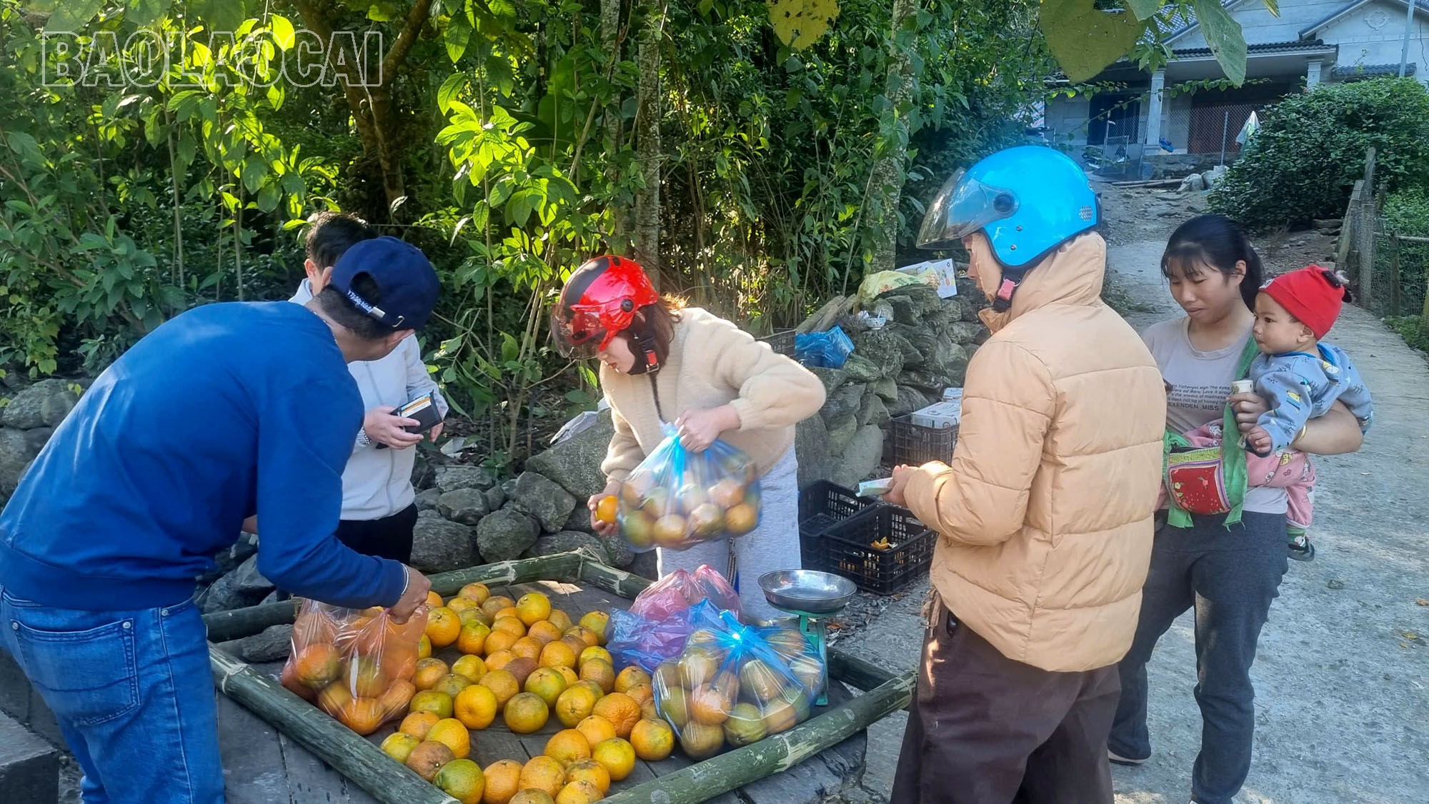 Jeruk keprok milik keluarga Tuan Dung langsung ludes terjual begitu dipanen. f1.jpg