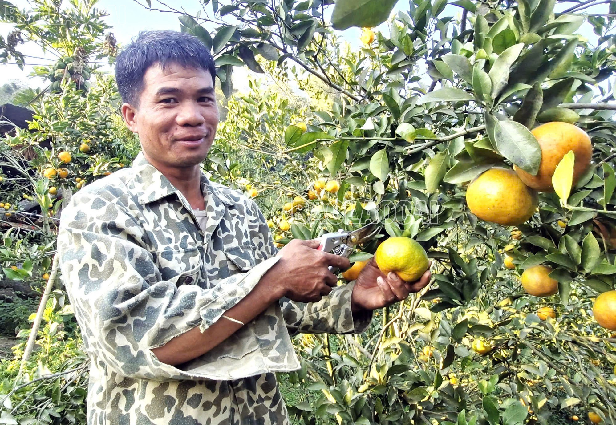 Kebun jeruk keprok milik keluarga Tn. Dung yang terdiri lebih dari 2.000 pohon ditanam di daerah pegunungan tinggi di desa Ban Xeo. baolaocai-tl_a-1.jpg