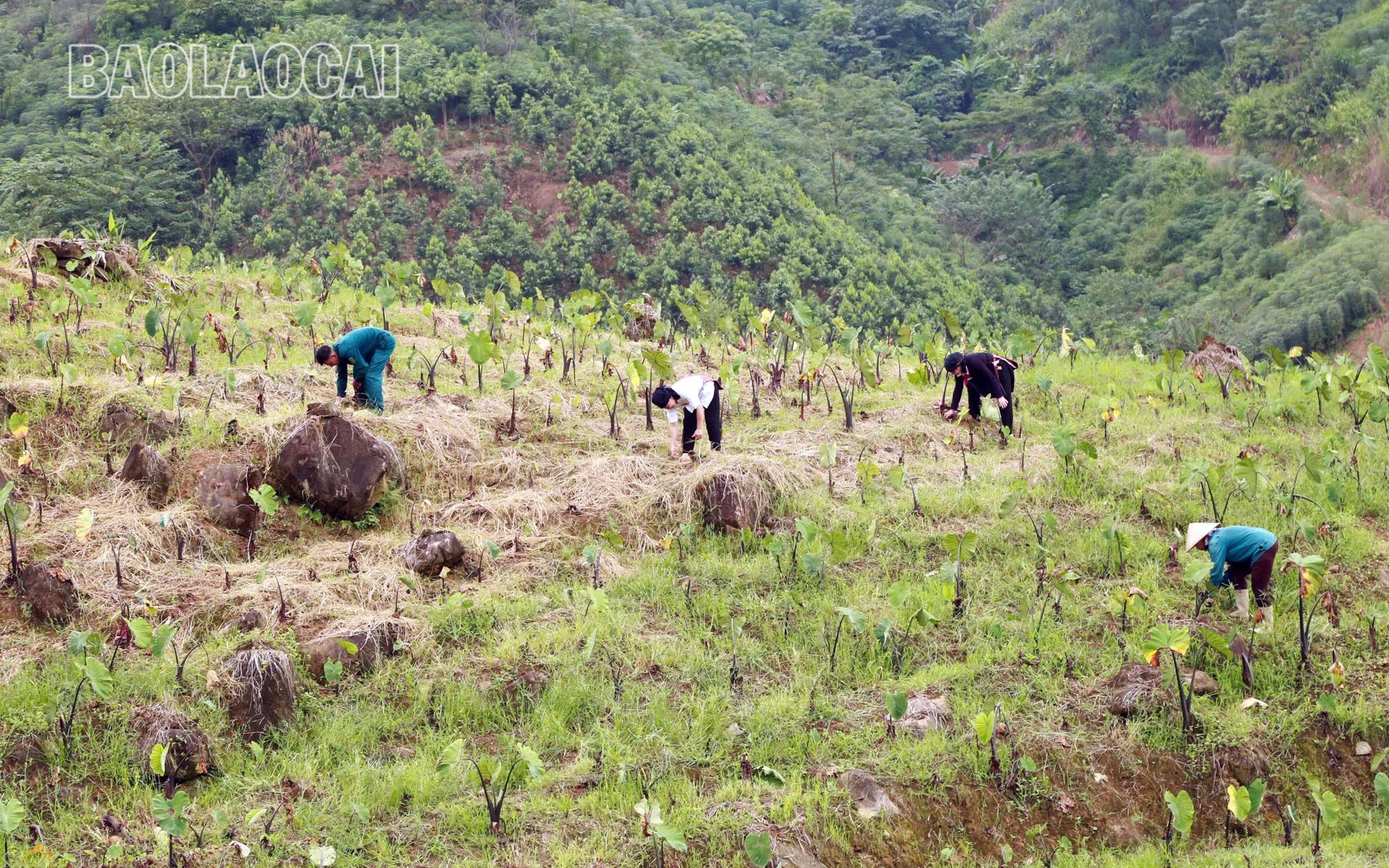 Với thổ nhưỡng và khí hậu phù hợp, diện tích sau khi hợp nhất rộng, xã Trịnh Tường đang mở rộng diện tích trồng khoai môn ra các thôn khác. Tuy nhiên, vấn đề tiêu thụ, chế biến sâu để xây dựng thương hiệu, đưa sản phẩm vào các siêu thị là bài toán đang được địa phương nỗ lực giải quyết, nhằm củng cố và nâng cao giá trị sản phẩm. a1-2.jpg